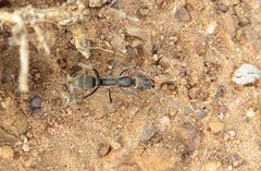 Ophthalmopone berthoudi