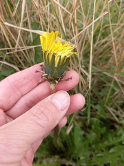 Taraxacum ceratophorum