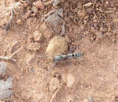 Ophthalmopone berthoudi