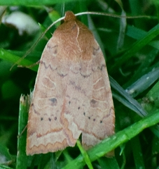 Epiglaea decliva