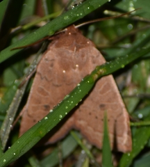 Epiglaea decliva