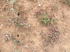 Ophthalmopone berthoudi