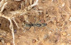 Ophthalmopone berthoudi