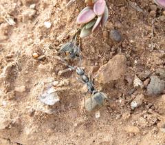 Ophthalmopone berthoudi