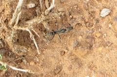 Ophthalmopone berthoudi