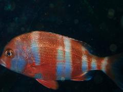 Chrysoblephus gibbiceps