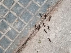 Camponotus barbaricus