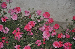 Hyles euphorbiarum