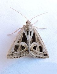 Callistege intercalaris