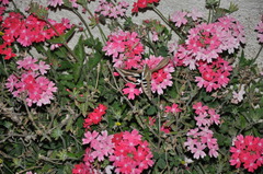 Hyles euphorbiarum