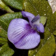 Psoralea repens
