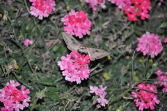 Hyles euphorbiarum