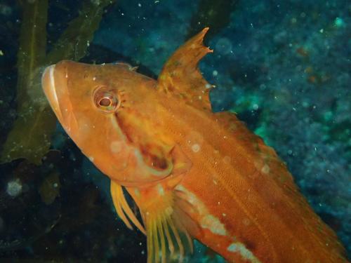 Clinus superciliosus (Linnaeus, 1758)