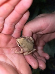 Pseudacris hypochondriaca