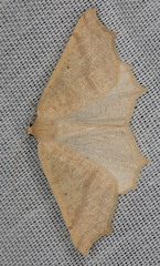 Prochoerodes truxaliata