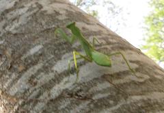 Sphodromantis
