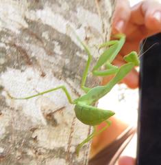 Sphodromantis