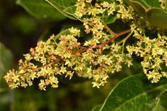 Searsia lucida lucida