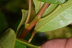 Searsia lucida lucida