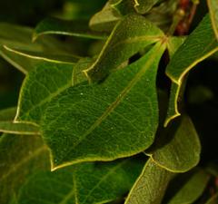 Searsia lucida lucida