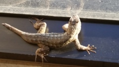 Sceloporus occidentalis