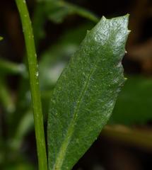 Senecio halimifolius