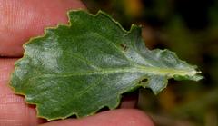 Senecio halimifolius