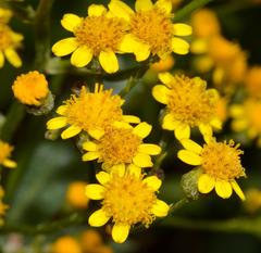 Senecio halimifolius