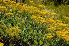 Senecio halimifolius