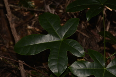 Brachychiton acerifolius
