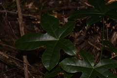 Brachychiton acerifolius