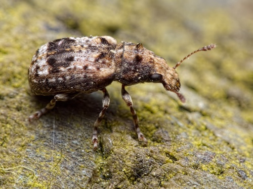 Enedreytes