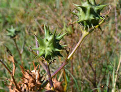 Datura ferox