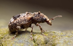 Enedreytes sepicola
