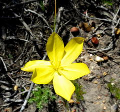 Bobartia longicyma longicyma