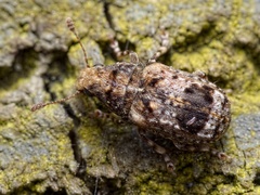 Enedreytes sepicola
