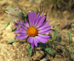 Dieteria bigelovii