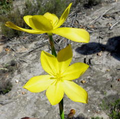 Bobartia longicyma longicyma
