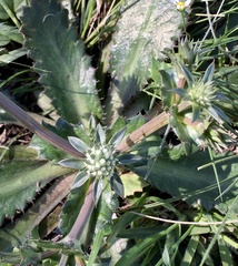 Eryngium nudicaule