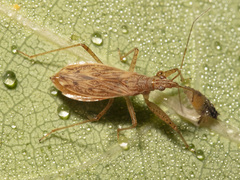 Nabis rufusculus
