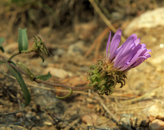 Dieteria bigelovii