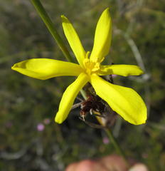 Bobartia longicyma longicyma