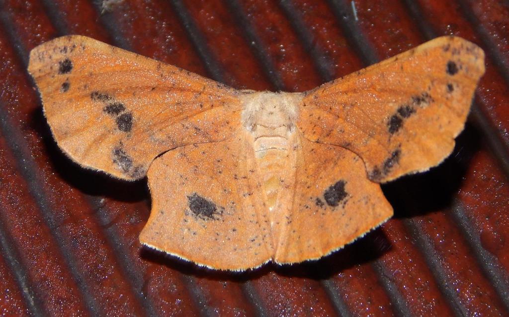 Variable Wisp Wing
