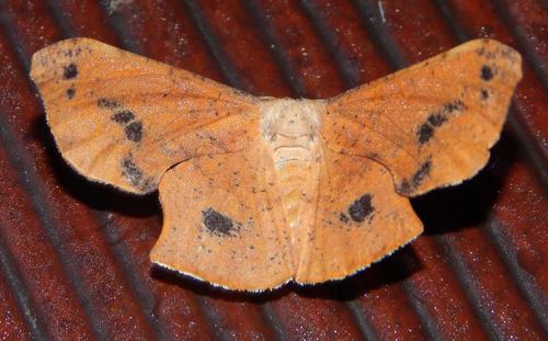 Variable Wisp Wing (Procypha maculosata) · iNaturalist