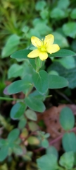 Hypericum taihezanense
