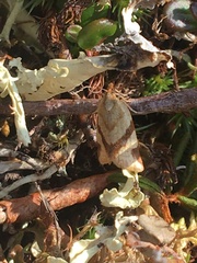 Clepsis moeschleriana