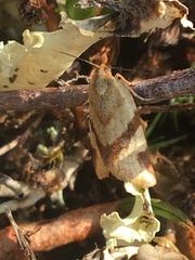 Clepsis moeschleriana