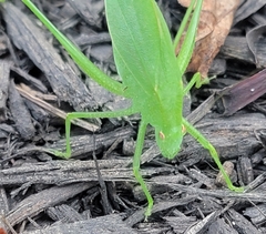 Amblycorypha rotundifolia