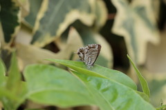 Cacyreus marshalli