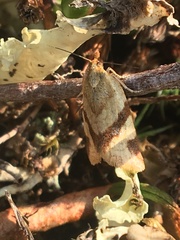 Clepsis moeschleriana